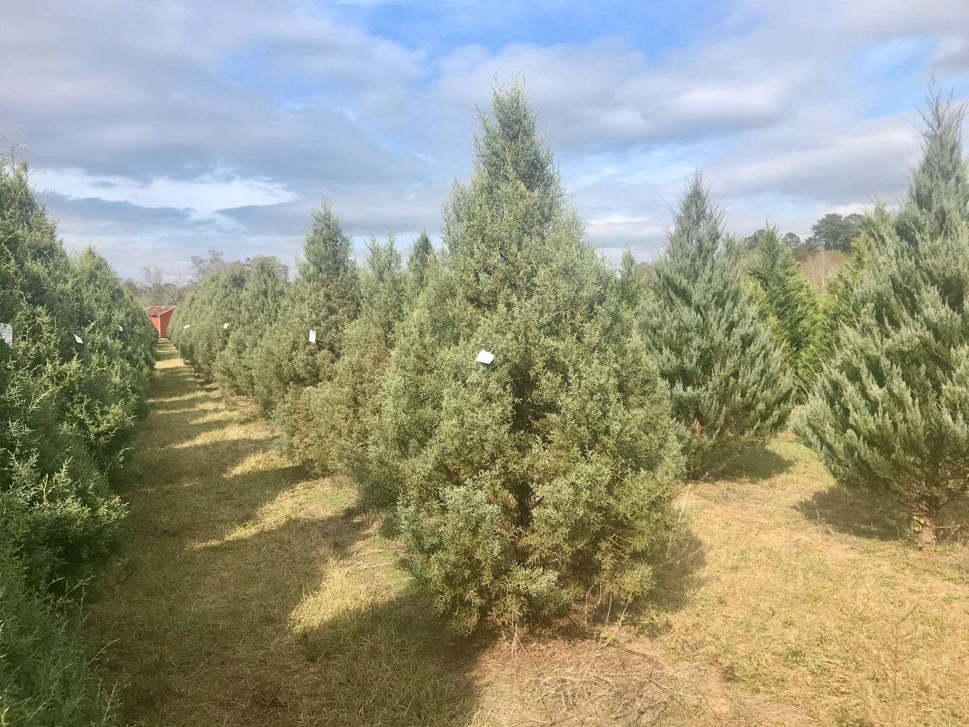 Mardi Gras Trees come from Shady Pond Tree Farm