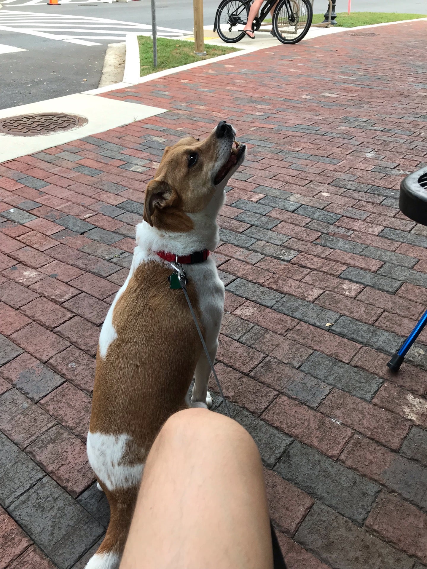 Brookville Super Market, 7027 Brookville Rd, Chevy Chase, MD, Grocery