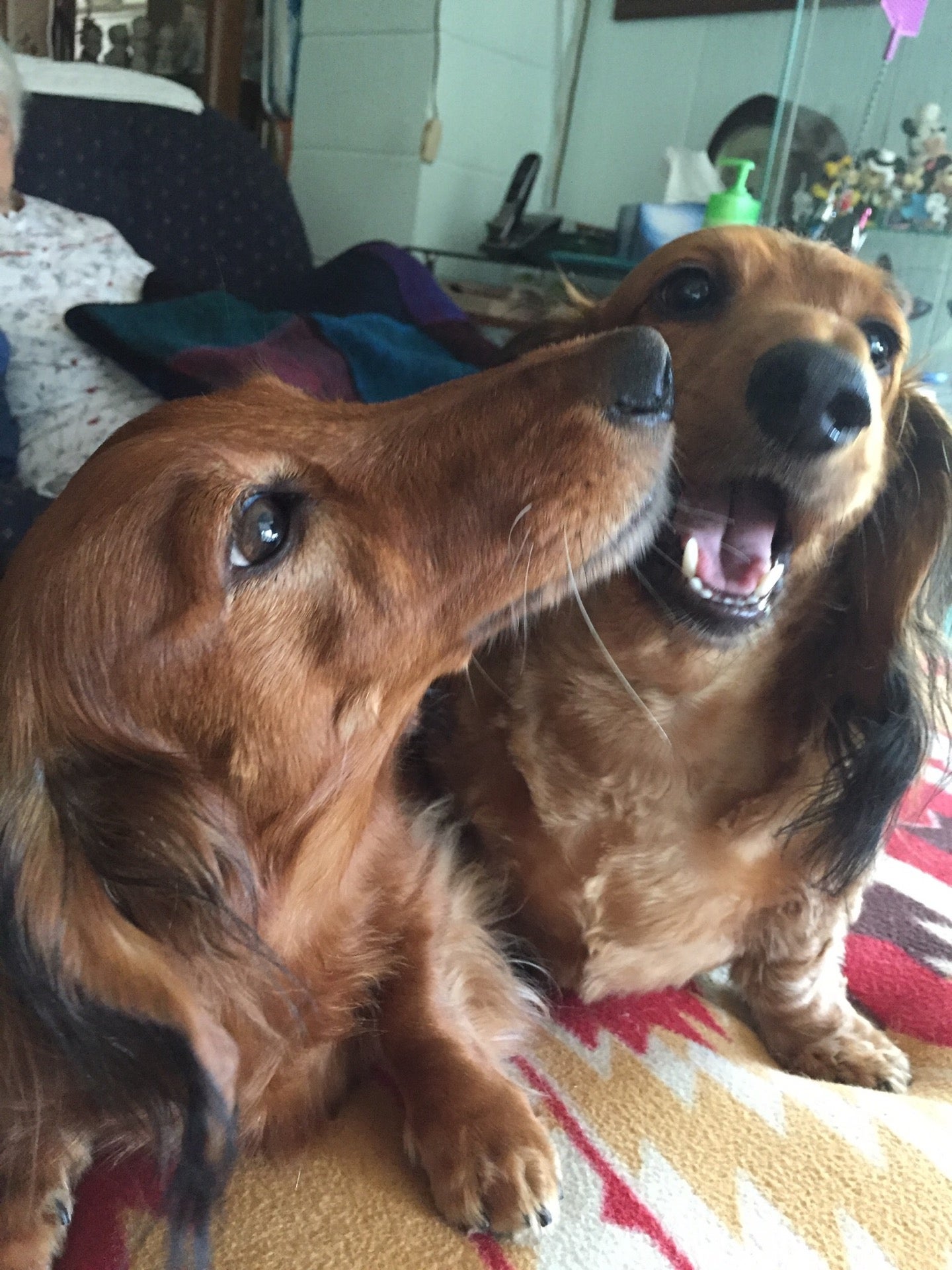 Lakely begins his permanent job as a dachshund nest. : r/squishmallow