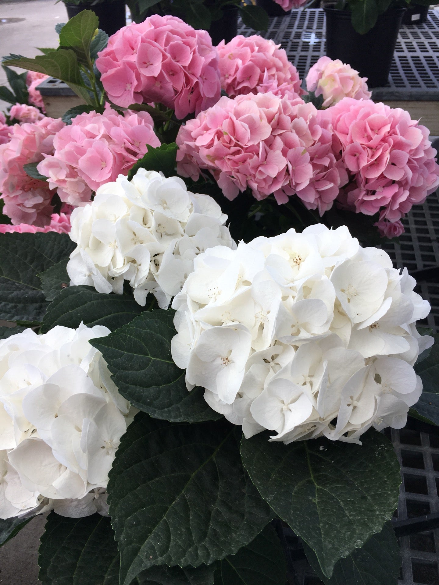 Perino's Home & Garden Center, 3100 Veterans Memorial Blvd, Metairie