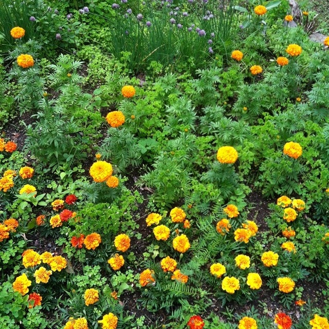 Westerlo, NY Map & Directions MapQuest