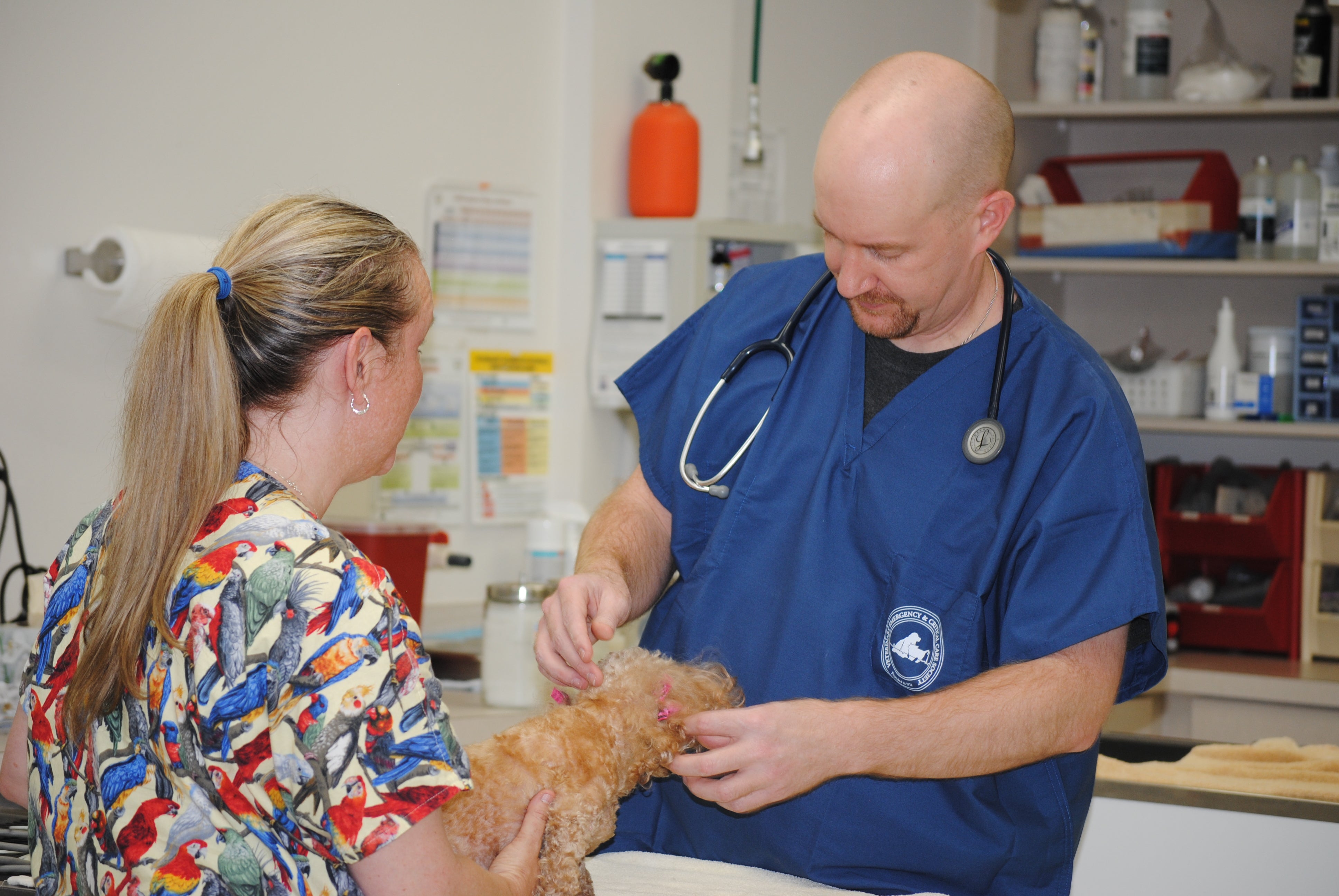 Animal Emergency Clinic of Conroe, 920 W Dallas St, Ste A, Conroe, TX