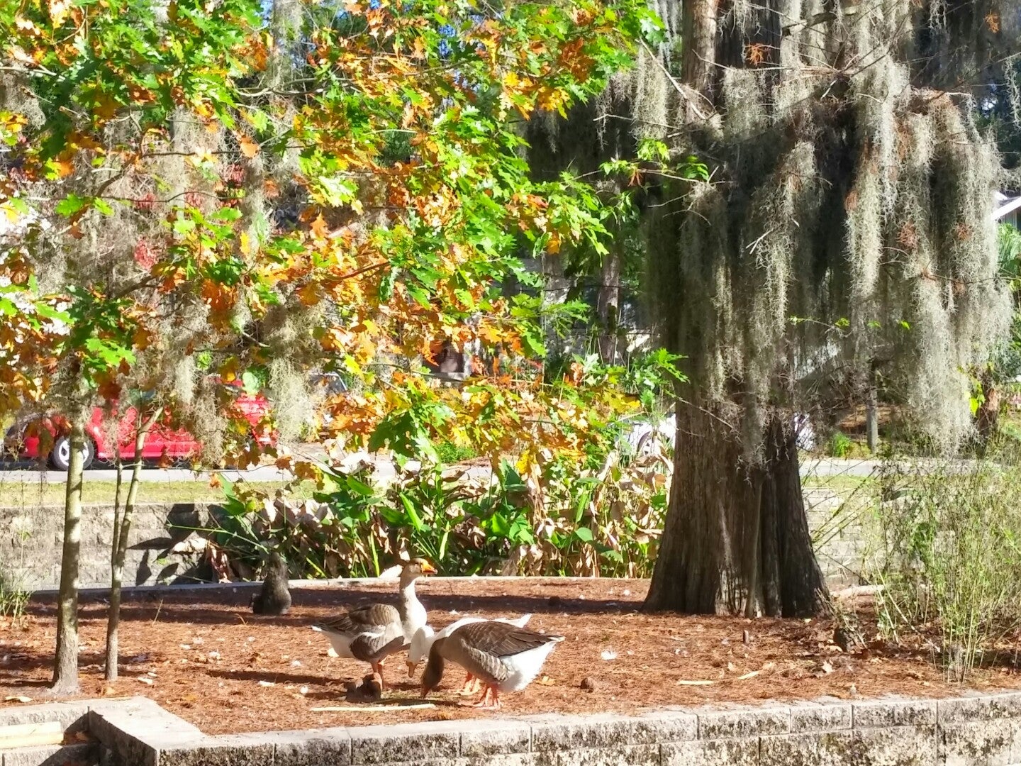 The Duck Pond, NE Blvd, Gainesville, FL MapQuest