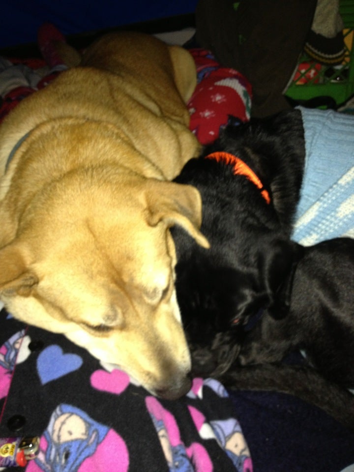 Johnson's Pond/Colwell Campground, Colwell Campsite Rd, Coventry, Town