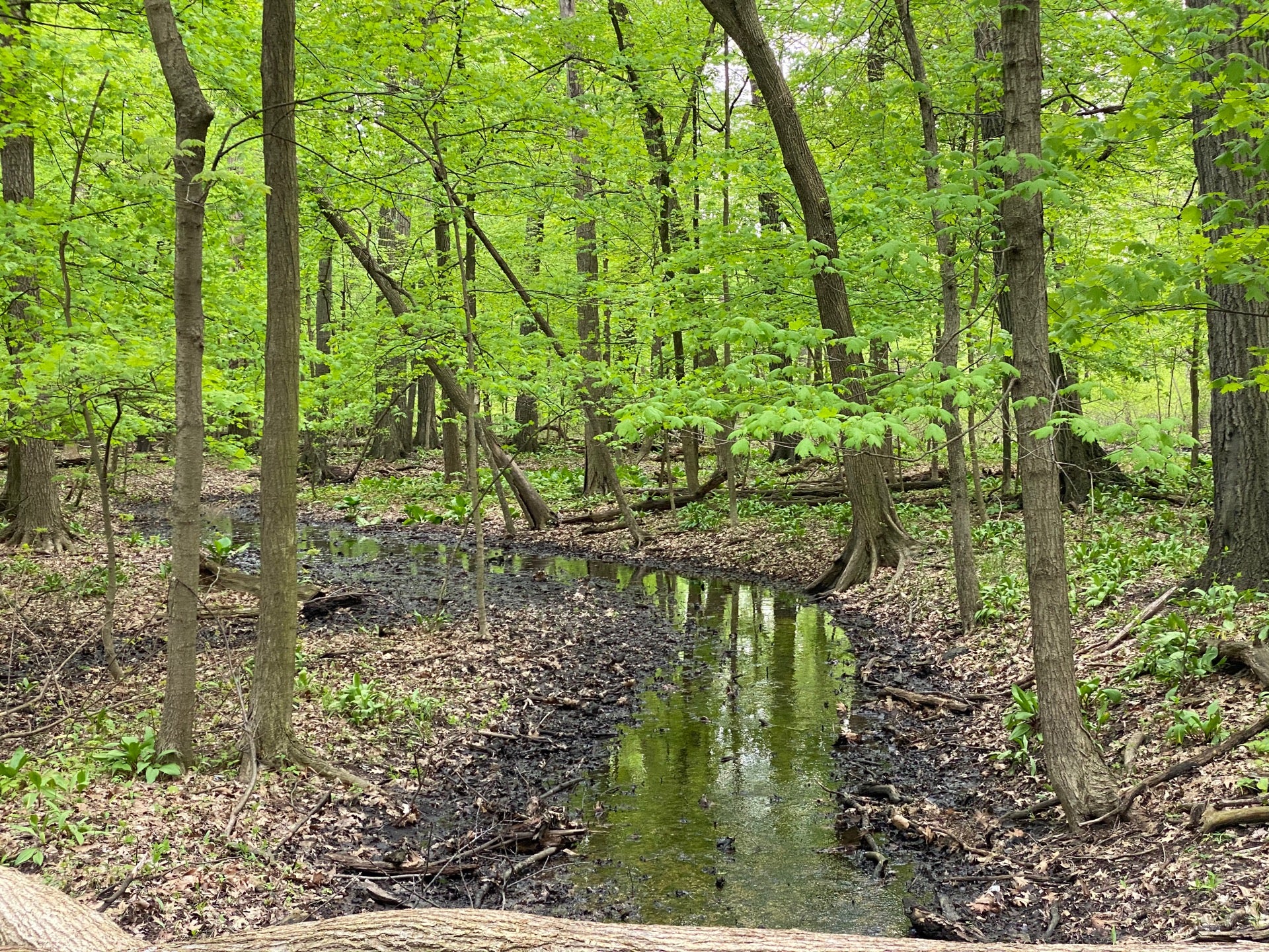 Chippewa Woods Forest Preserve 2651 S River Rd Des Plaines IL