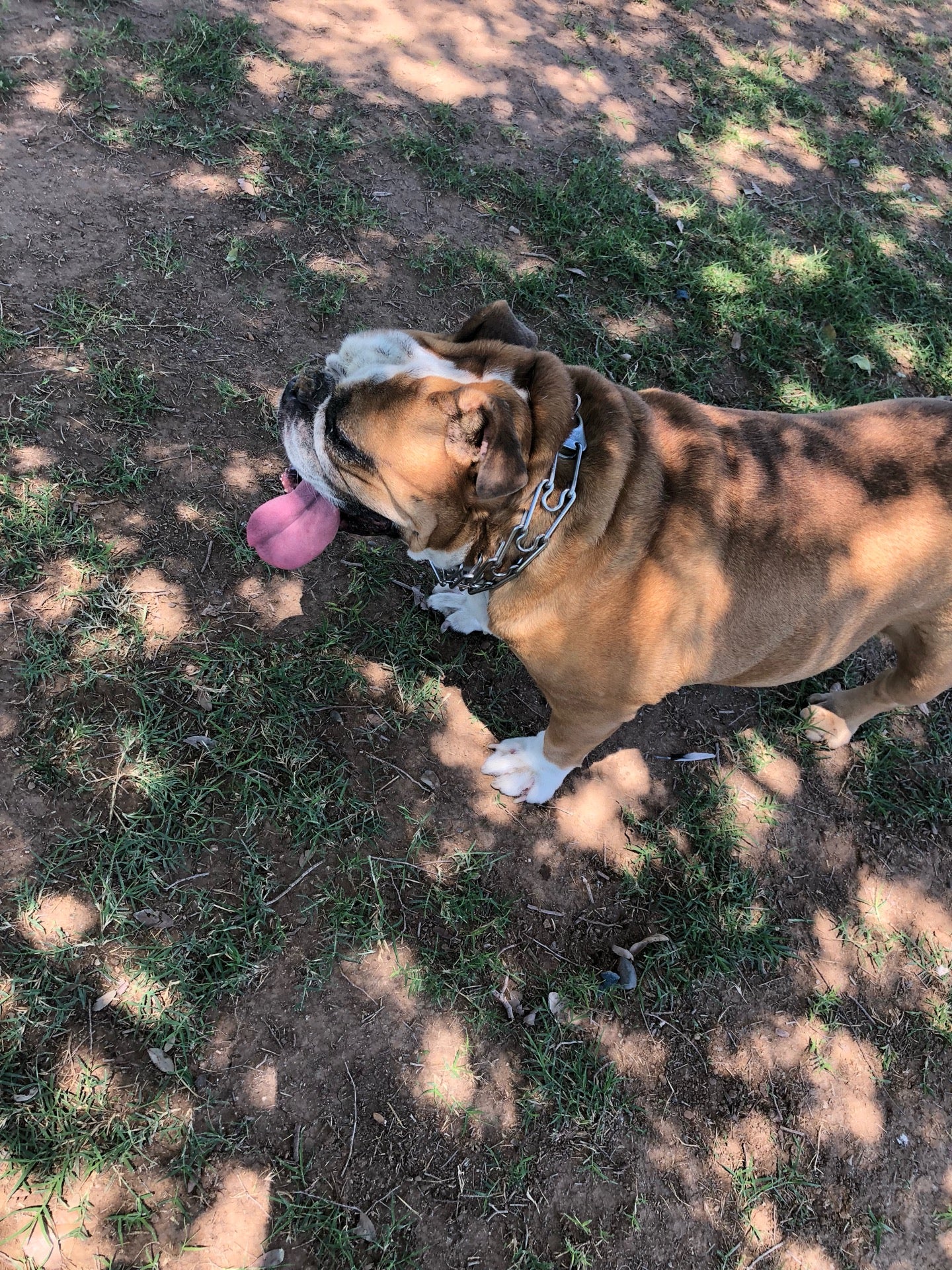 Rose Mofford Dog Park, 9625 N 25th Pl, Phoenix, AZ, Parks MapQuest