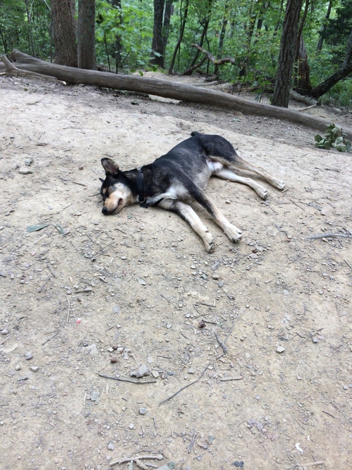 are dogs allowed at indian fort theater