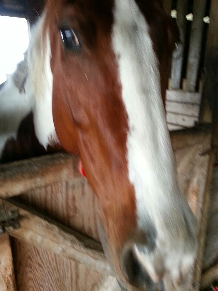 DreamCatcher Horse Ranch and Rescue, West Apshawa Rd, Clermont, FL