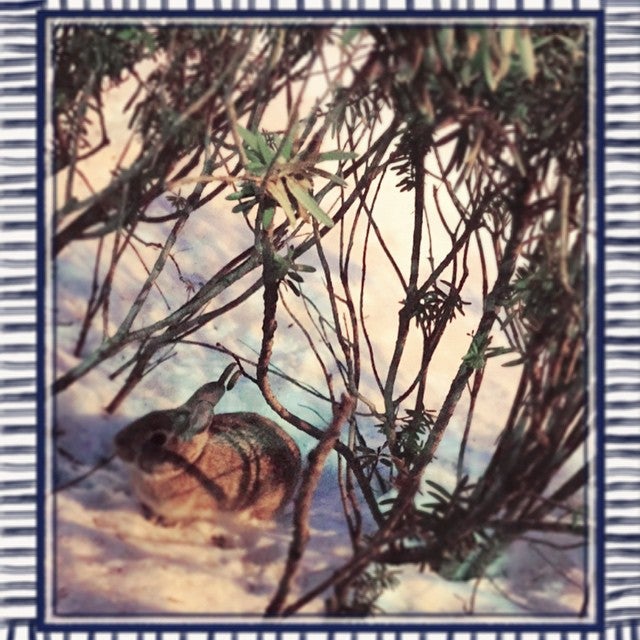 Timothy P Lax MD Beth Israel Deaconess Med Ctr Allergy & Immunology