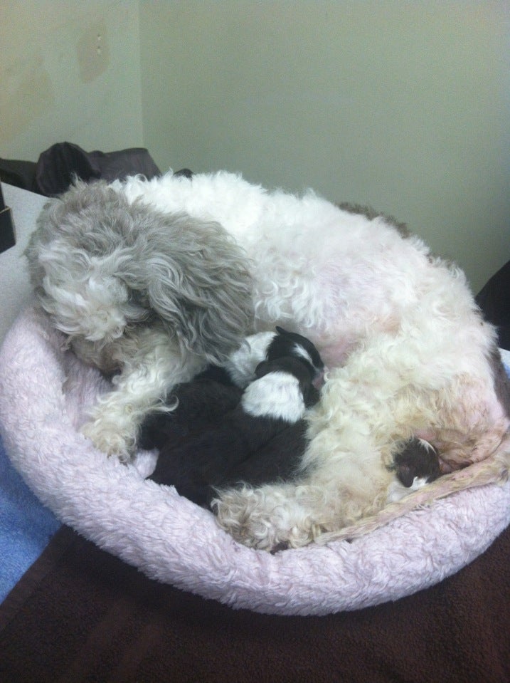 Toy Poodle  VCA Animal Hospitals