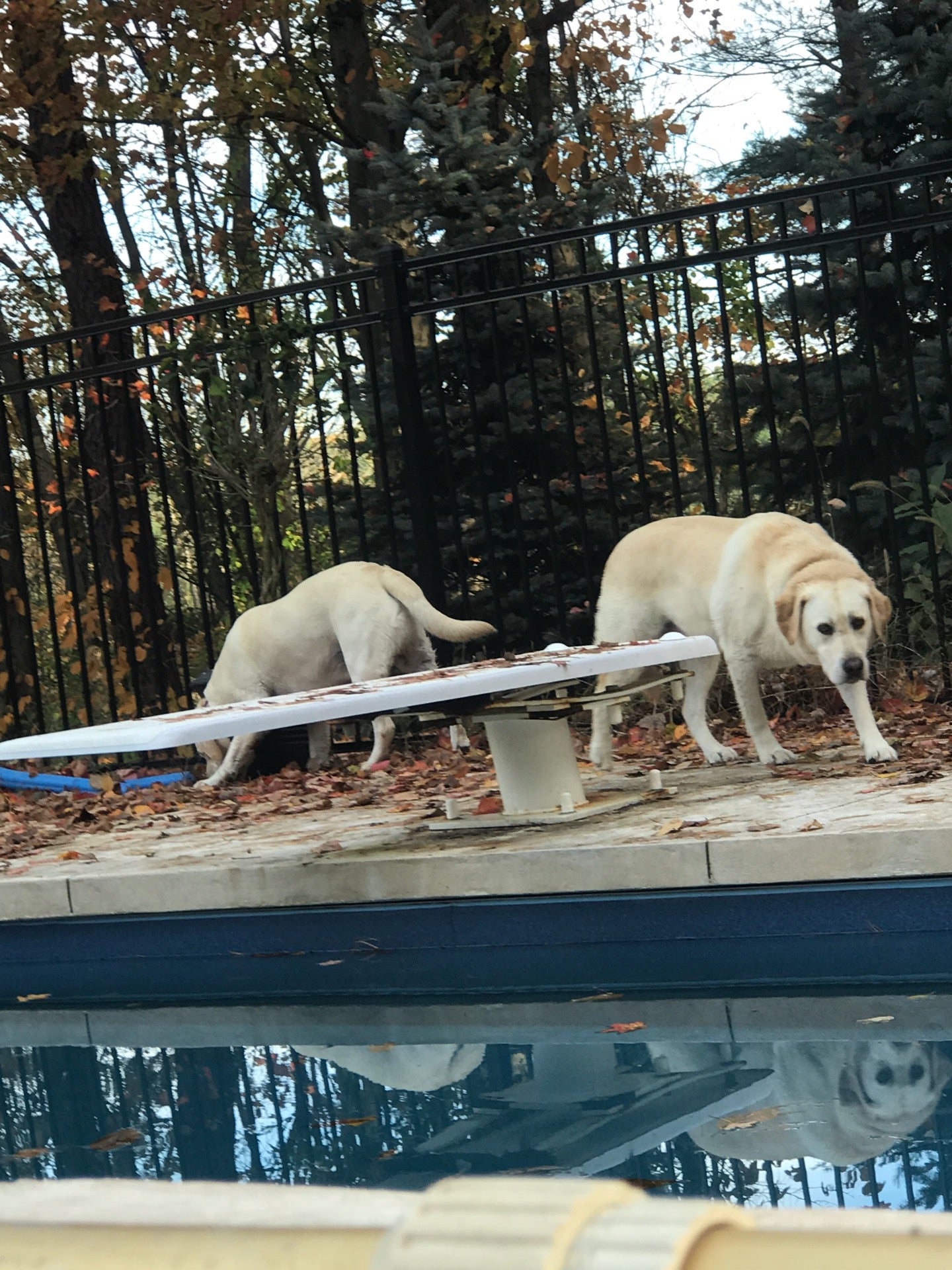 The Chateau Restaurant Norton, 48 Bay Rd, Norton, MA, Italian