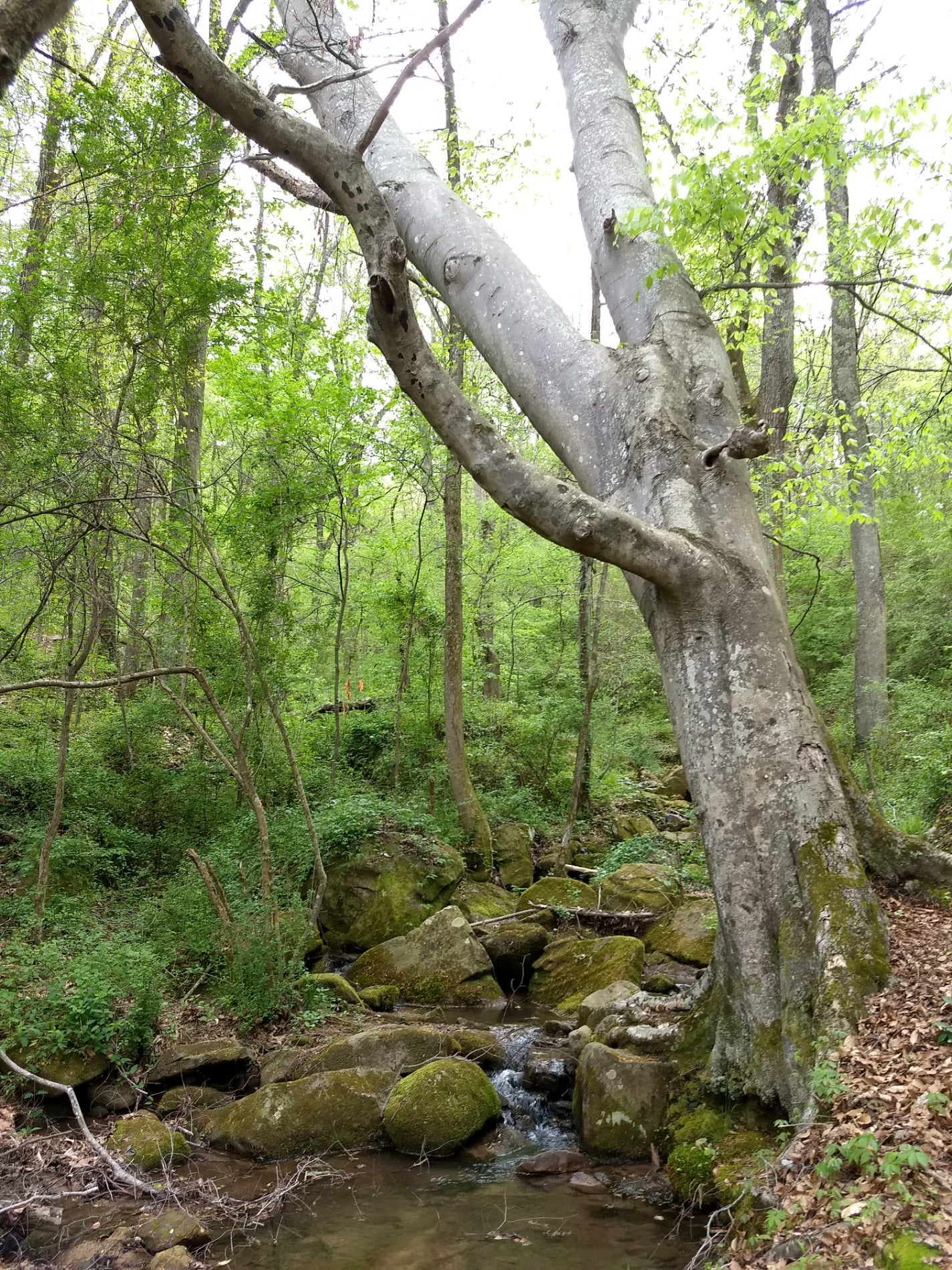 Flintstone, GA Map & Directions MapQuest