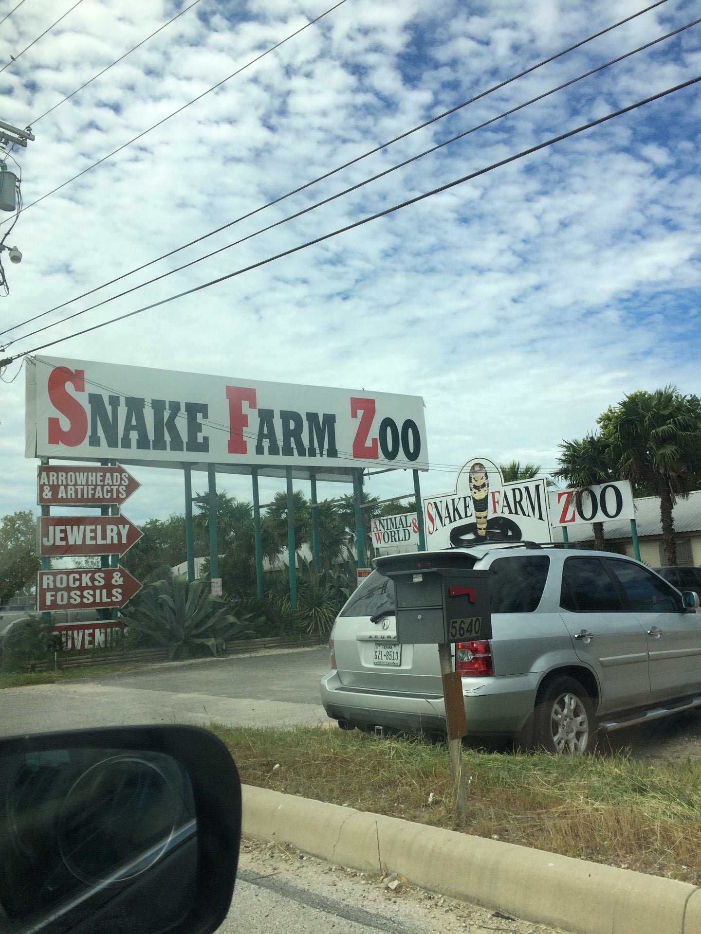 King Cobra - Zoo & Snake Farm New Braunfels
