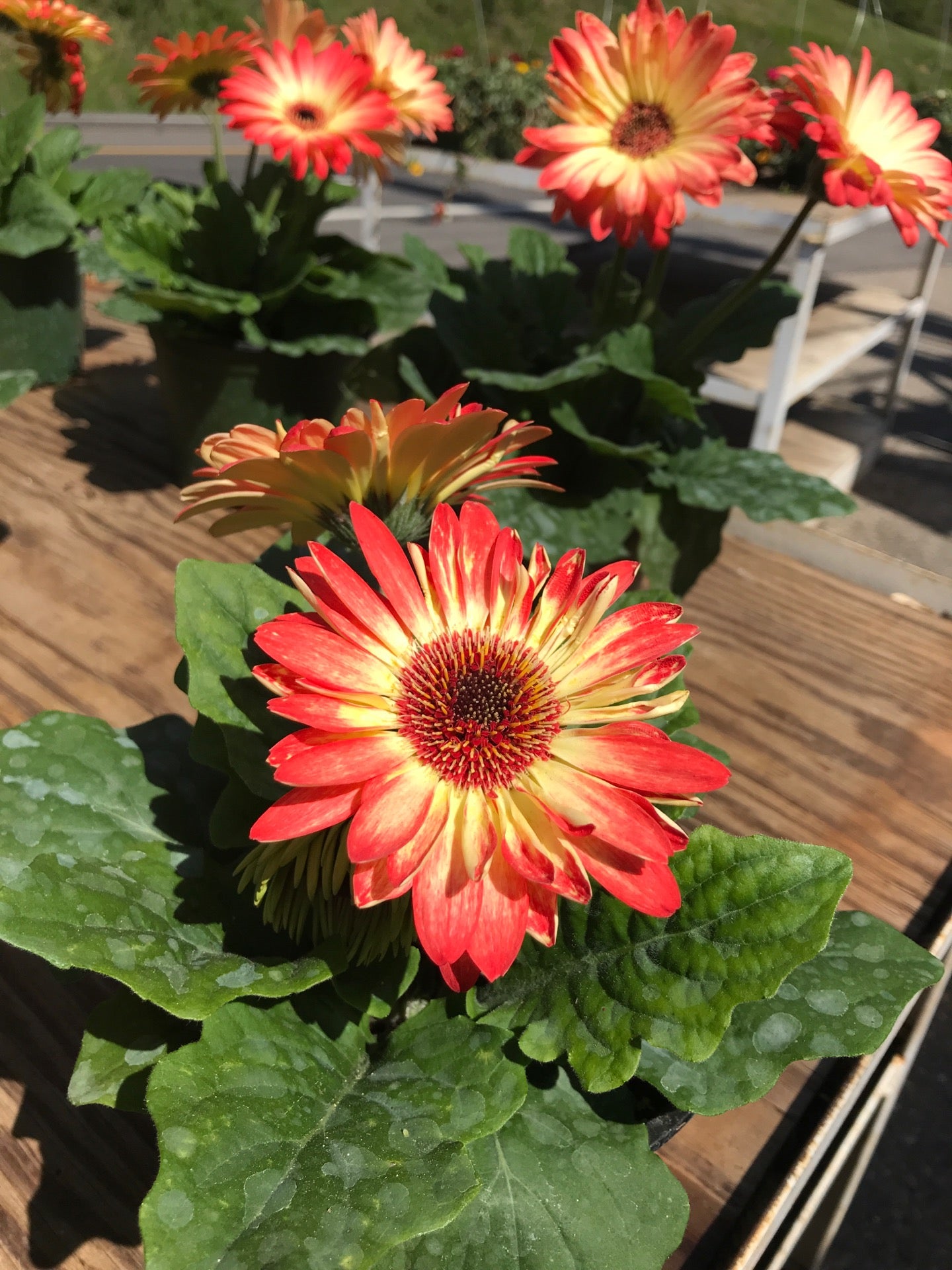 Loveday Garden Center, 8303 Chapman Hwy, Knoxville, TN, Garden Centers