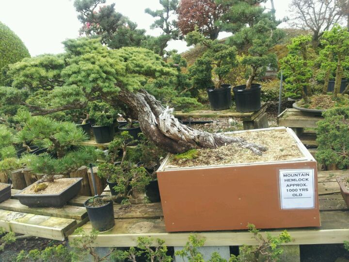 Japan Bonsai Garden Art, 16172 24 Ave, Surrey, BC V3Z 0B9, CA