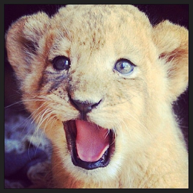 Yonge Eglinton Apartments - Duplex