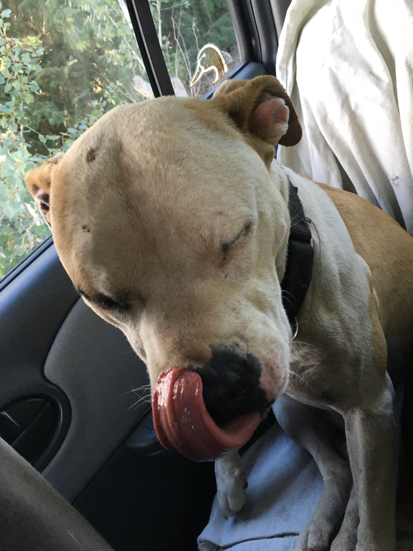 barking barnyard kennels