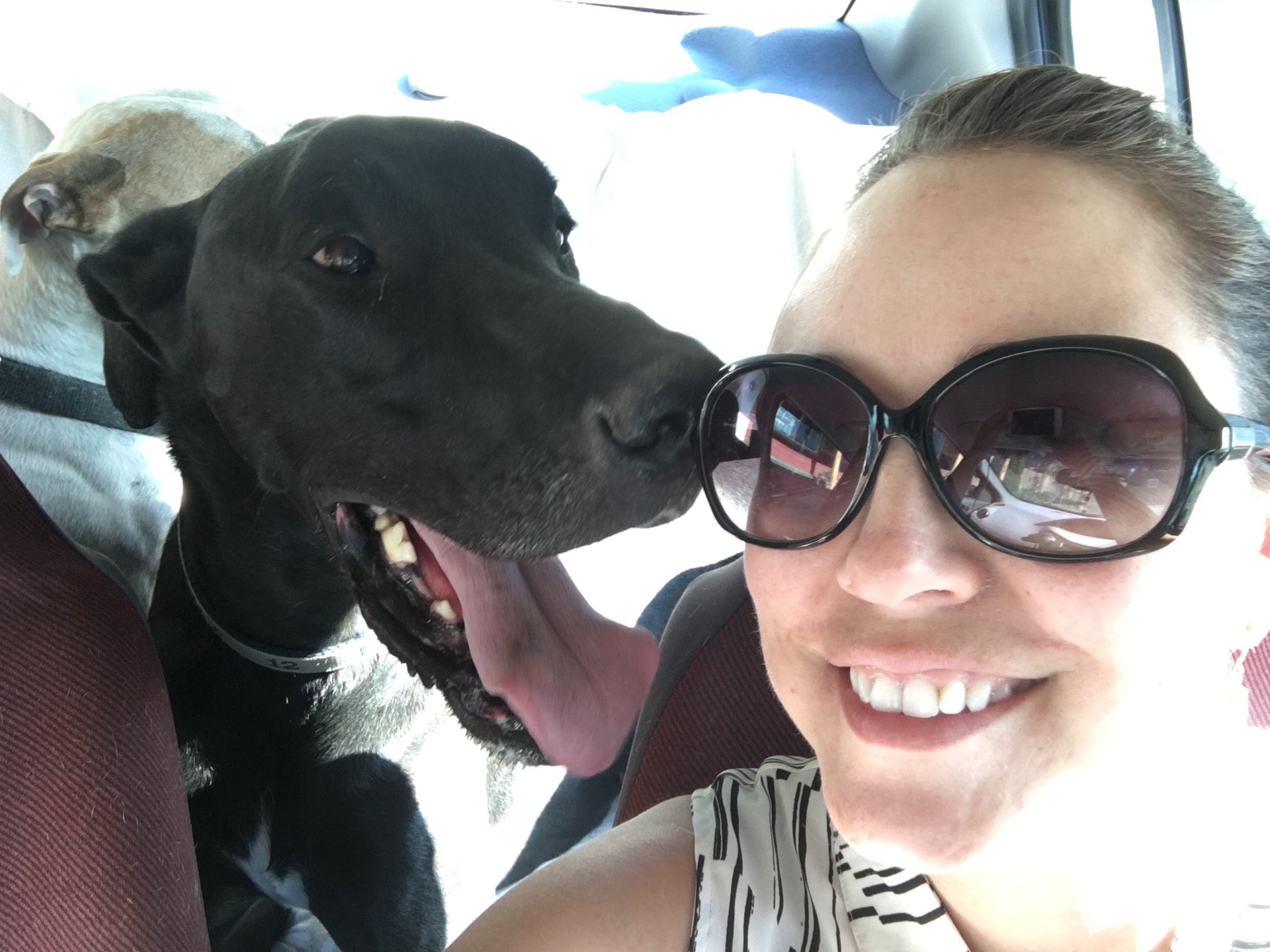 barking barnyard kennels