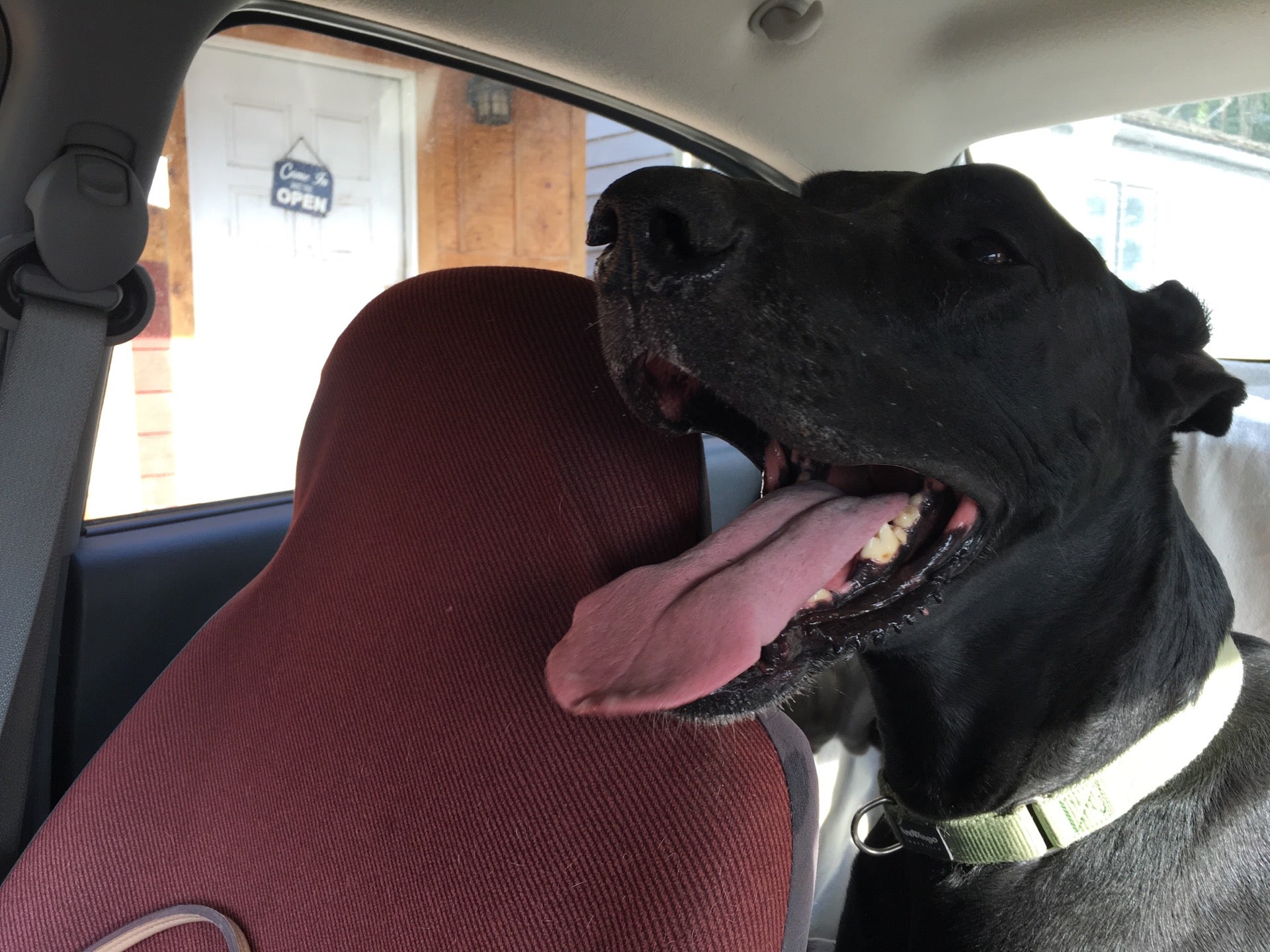 barking barnyard kennels