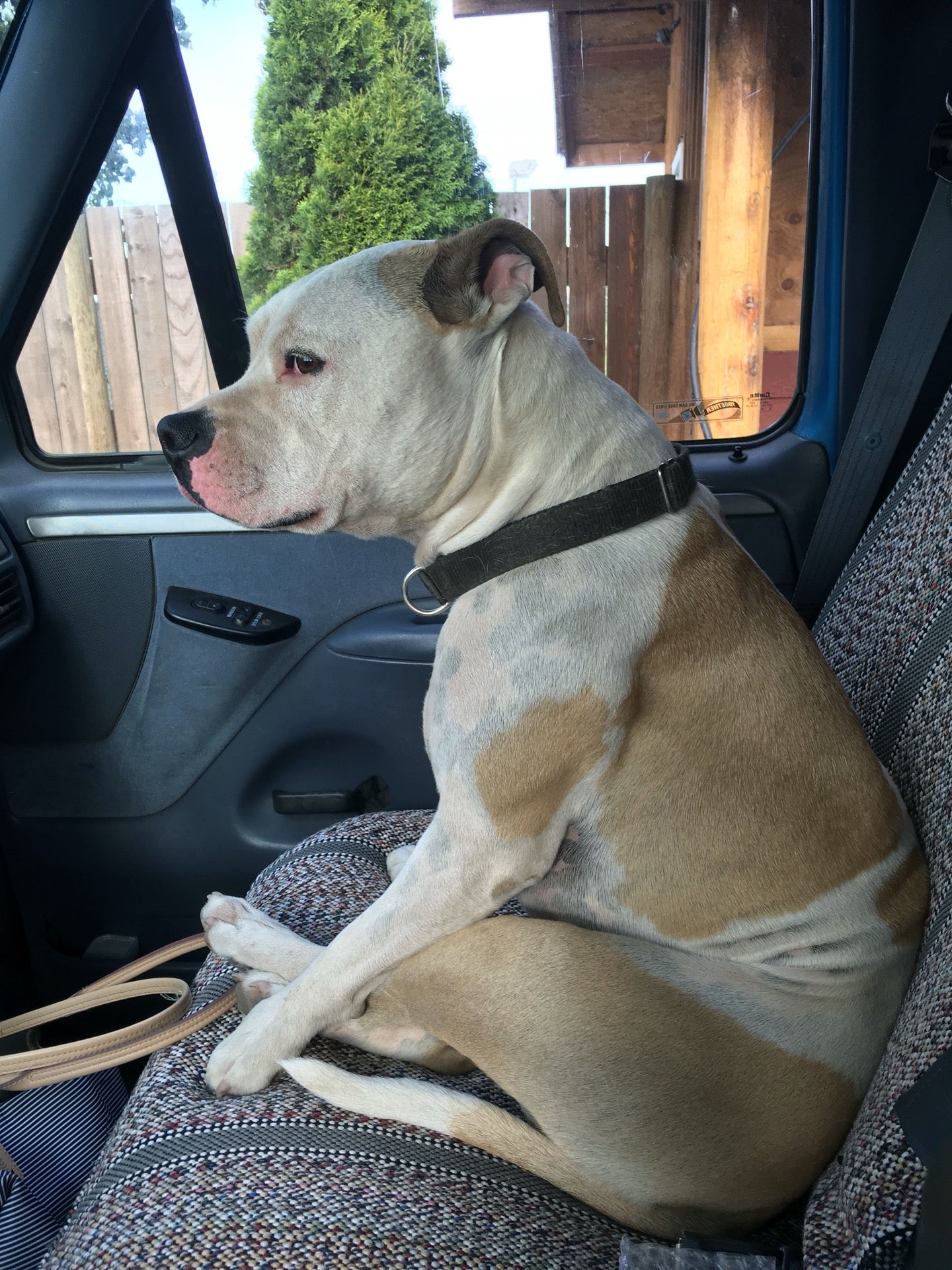 barking barnyard kennels