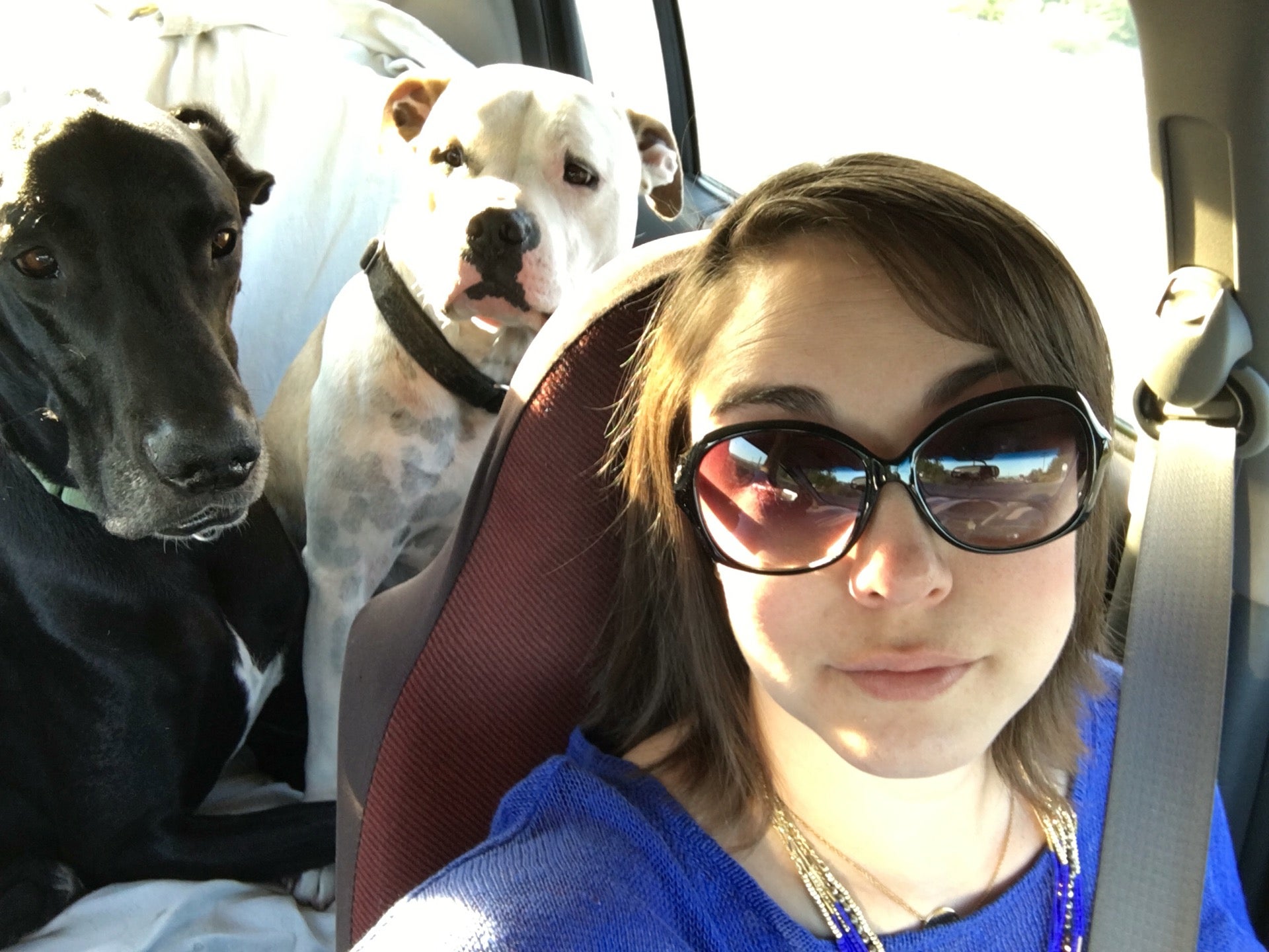 barking barnyard kennels