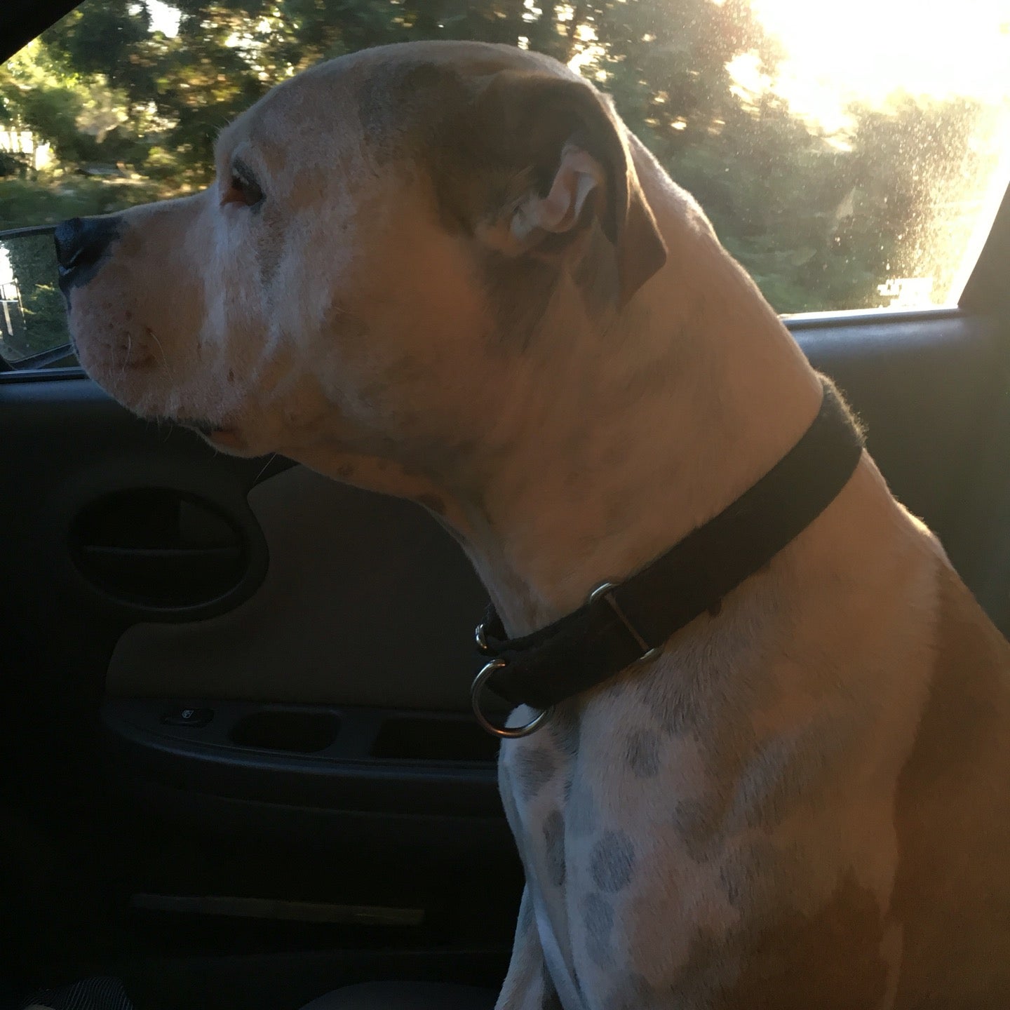 barking barnyard kennels