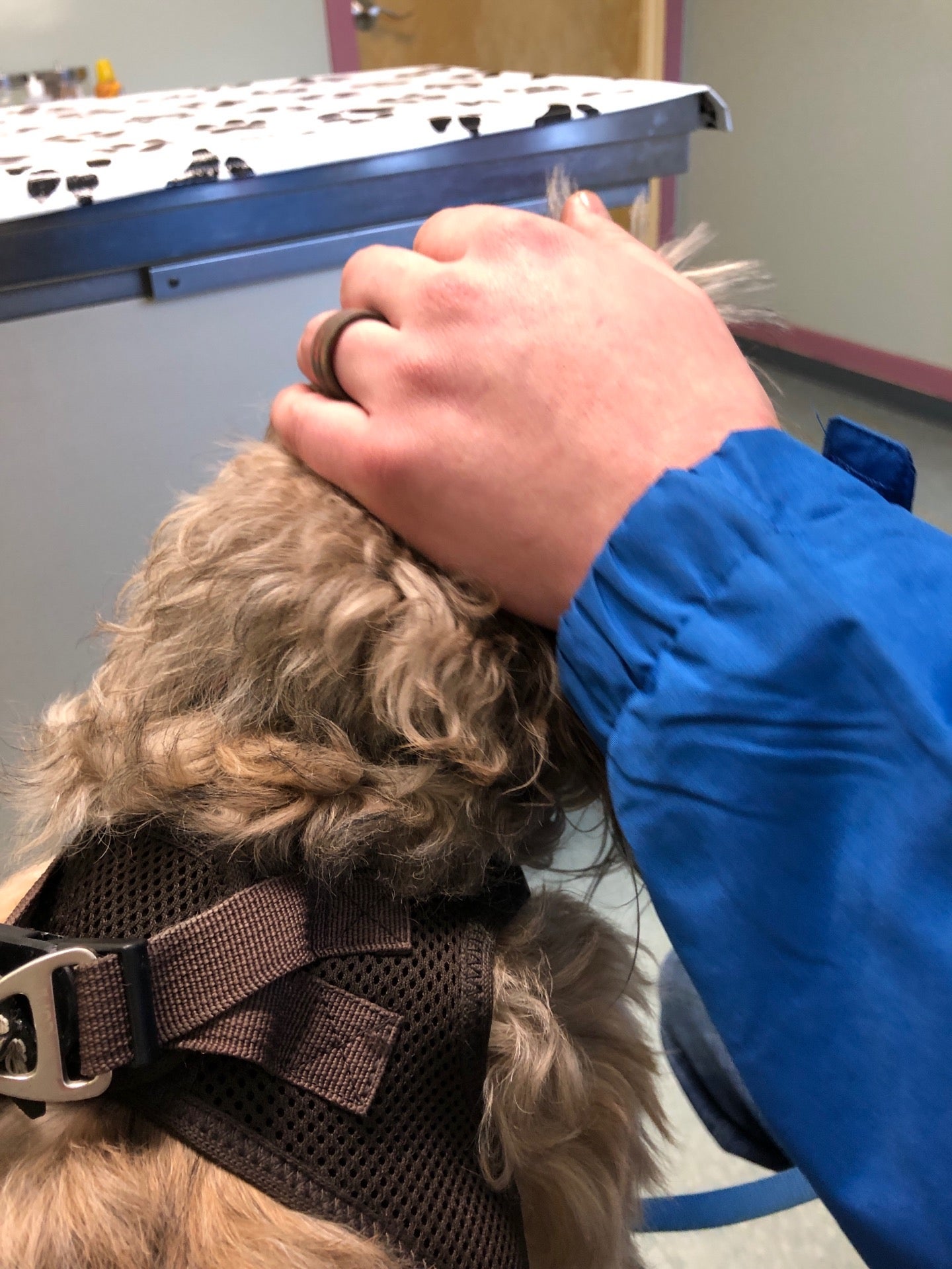 Community Veterinary Center, 470 Highway 99 N, Eugene, OR