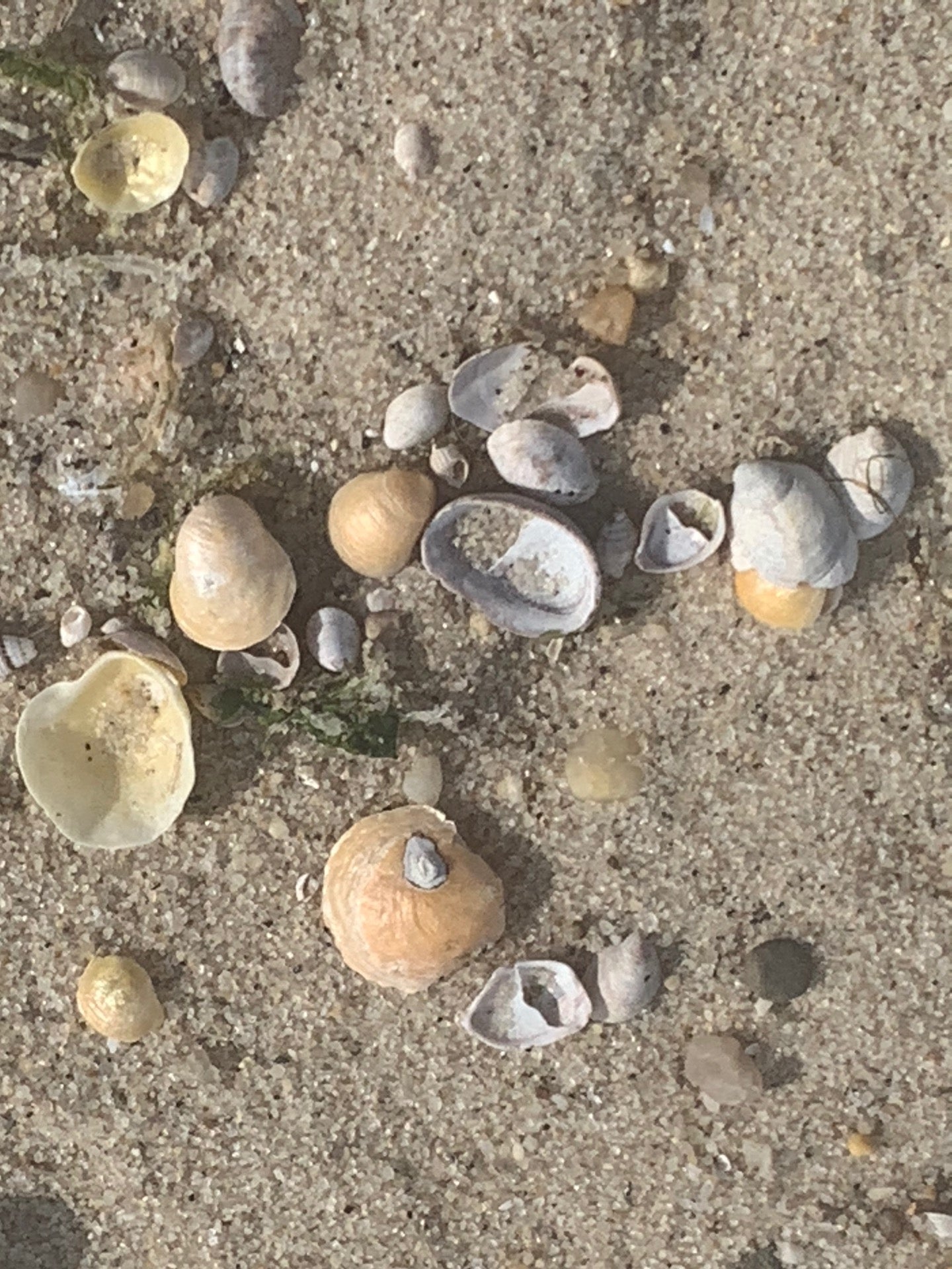 Nassau Point Beach, Nassau Point Road, Cutchogue, NY, Beach MapQuest