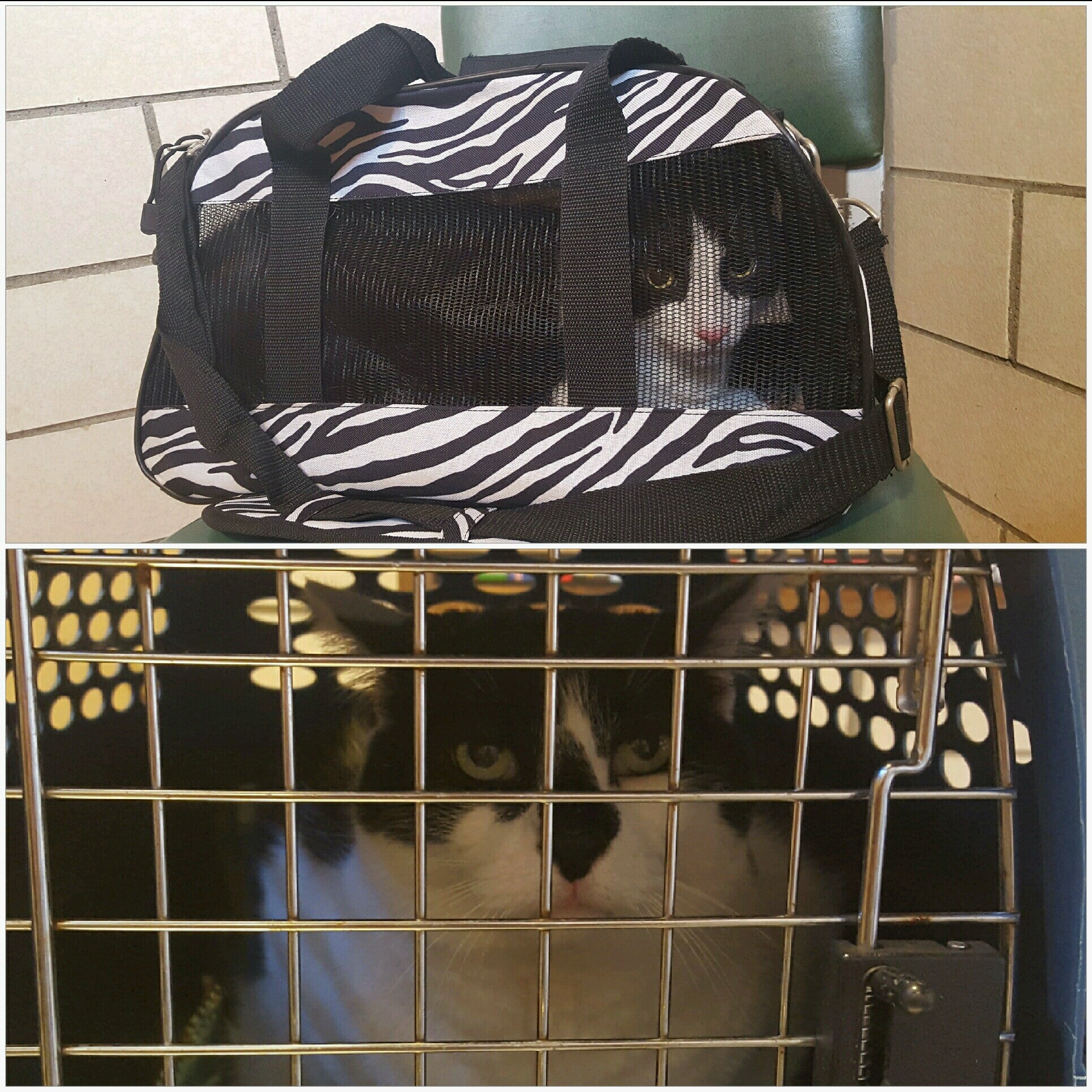 Veterinary Medical Hospital, G3252 Miller Rd, Flint Twp, MI, Cemeteries