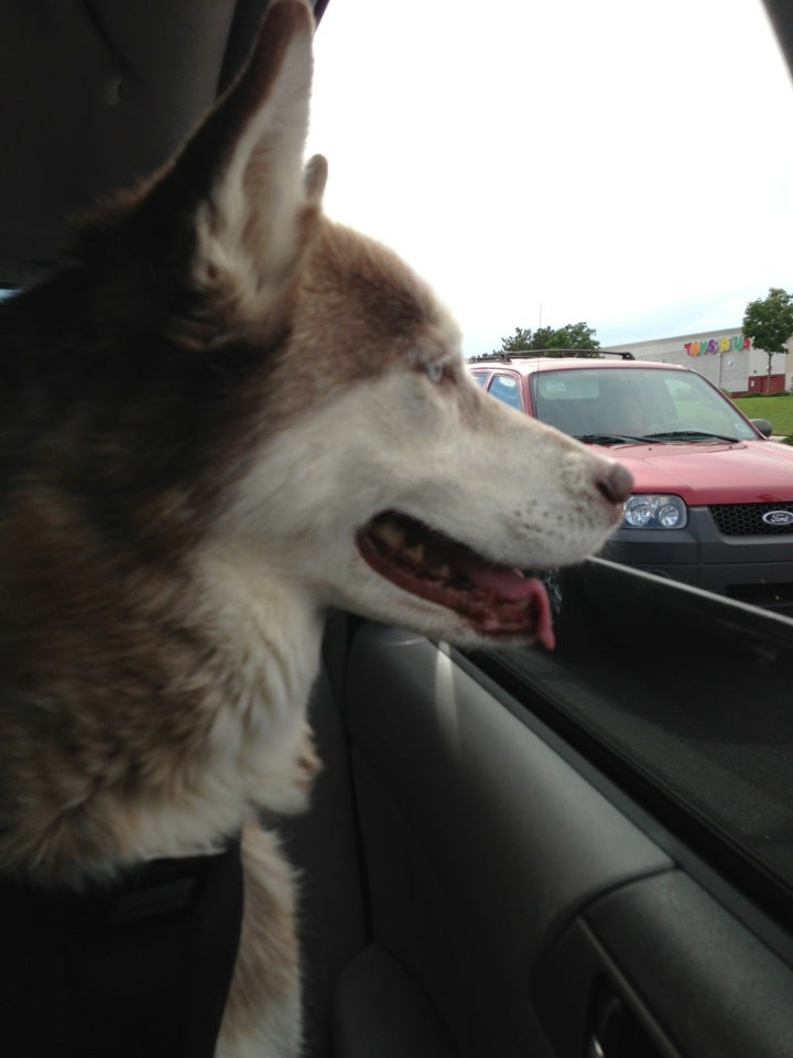 Corrales Kennel, 490 E Valverde Rd, Corrales, NM, Services NEC MapQuest