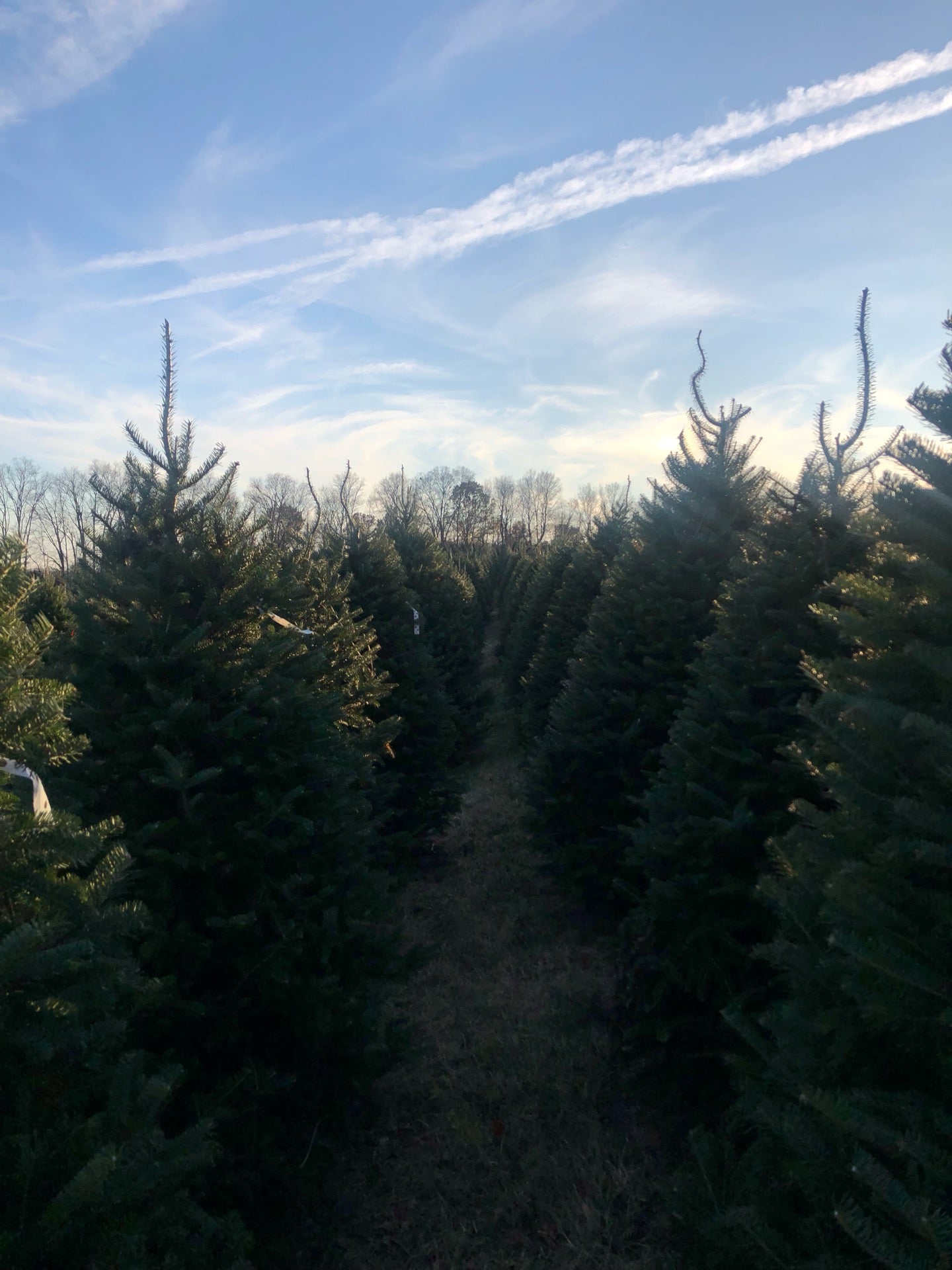 Pine Tree Barn, 4374 Shreve Rd, Wooster, OH, Christmas trees MapQuest