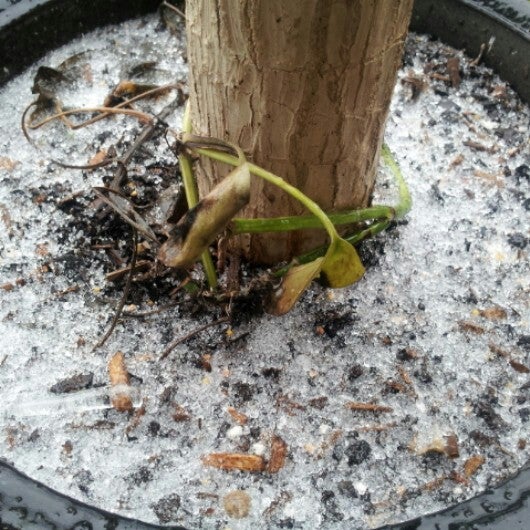 Jaw Scarsdale Park Apartments, 11810 Algonquin Dr, Houston, TX