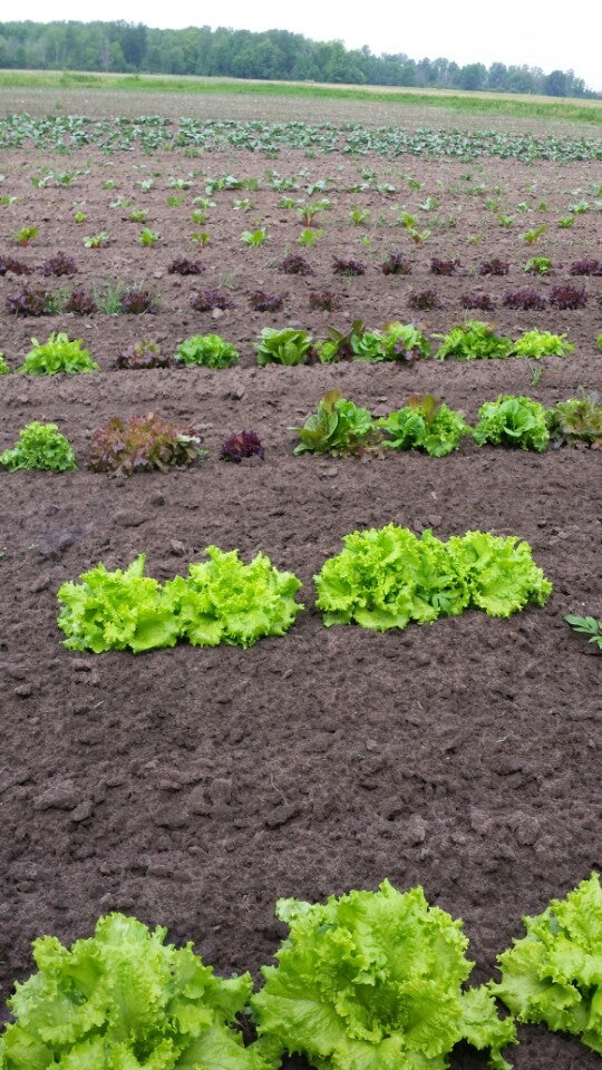 Louis Keil & Sons, 9022 Central Ave, Sylvania, OH, Farm Markets MapQuest