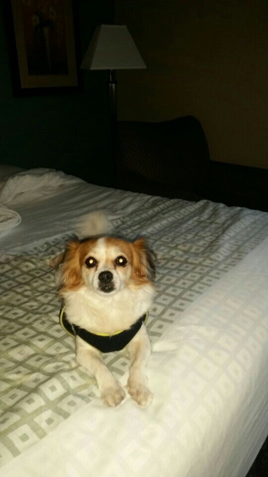 La Quinta Inn & Suites By Wyndham Savannah AirportPooler, 414 Gray St