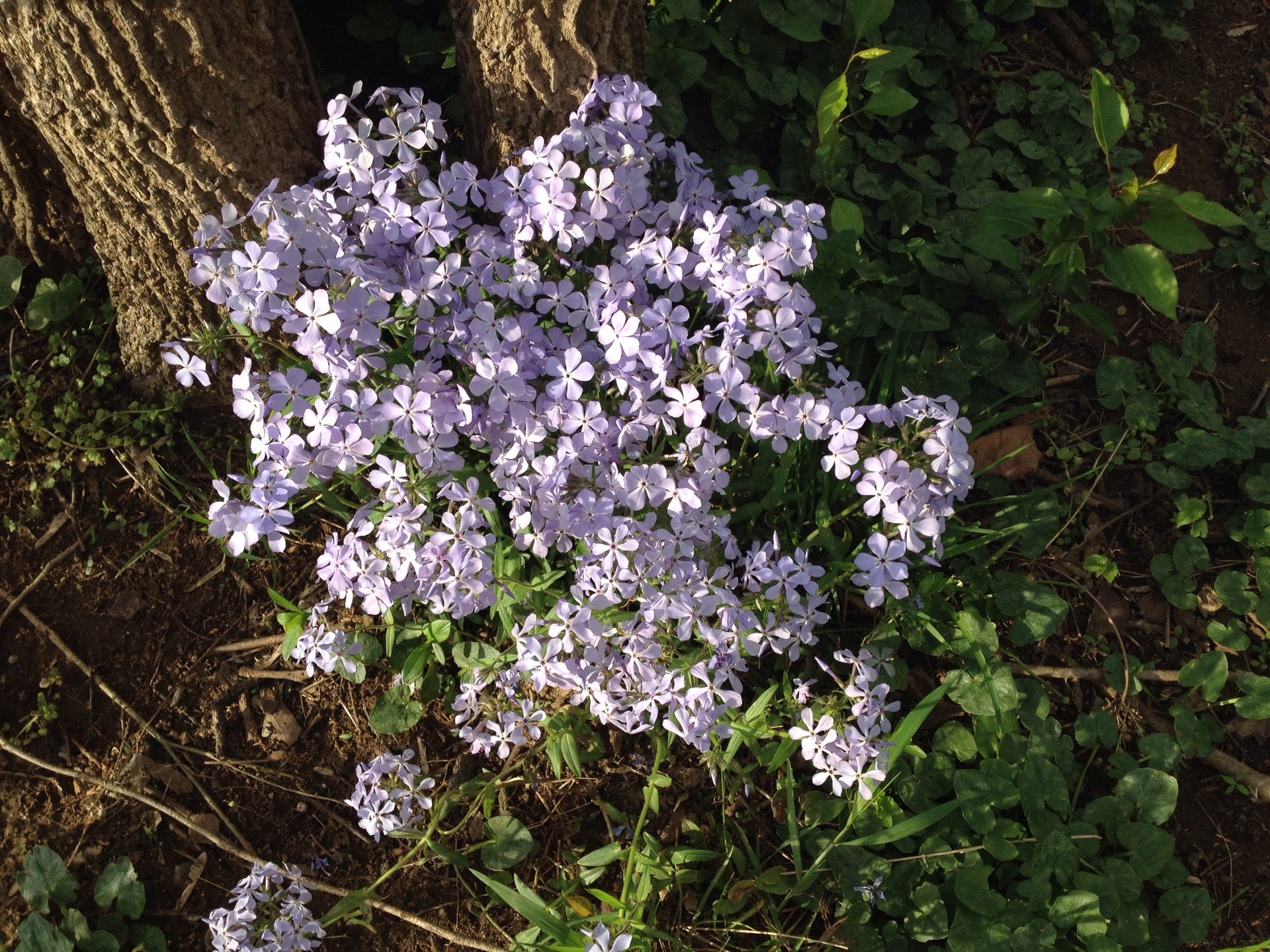 Roanoke River Green Way /Salem Park, Salem, VA MapQuest