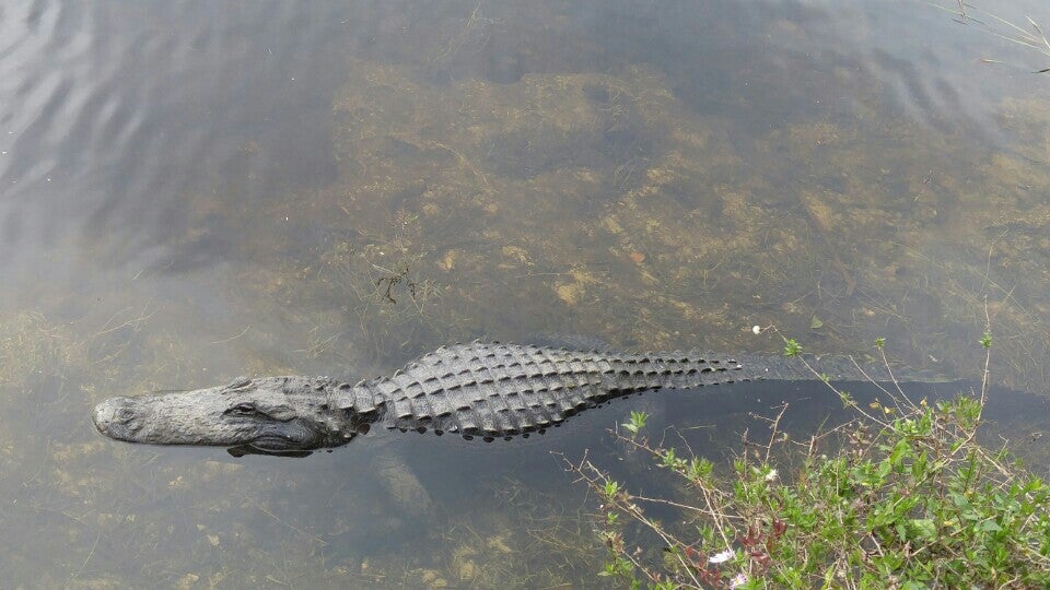 Electric - Big Cypress National Preserve - Oasis Visitor Center, 33100 ...