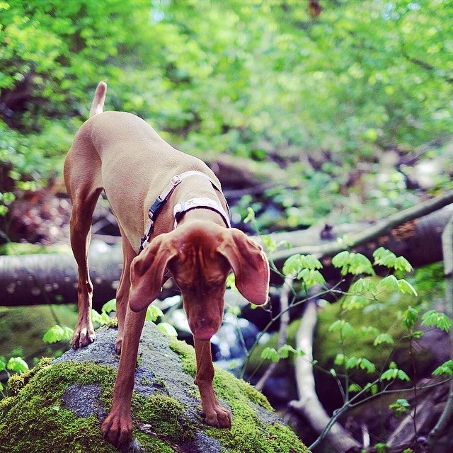 Broadview Park, Burnaby, BC, Parks MapQuest