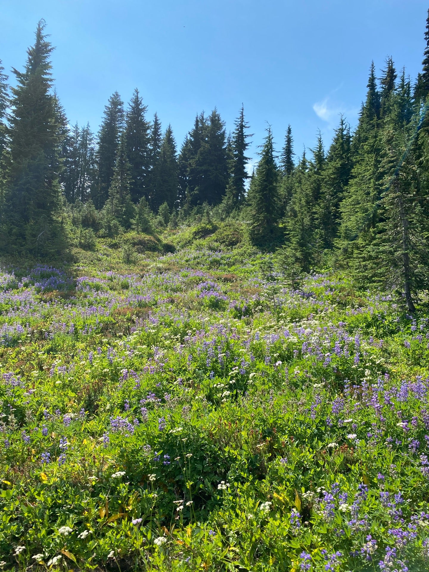 Tolmie Peak Trailhead, Mowich Lake, Ashford, WA, Trail MapQuest