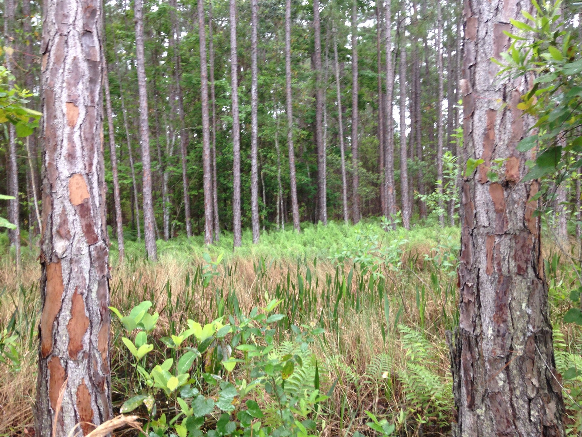 Shelter Cove Resort, 6101 Parkway E, Saint Cloud, FL MapQuest