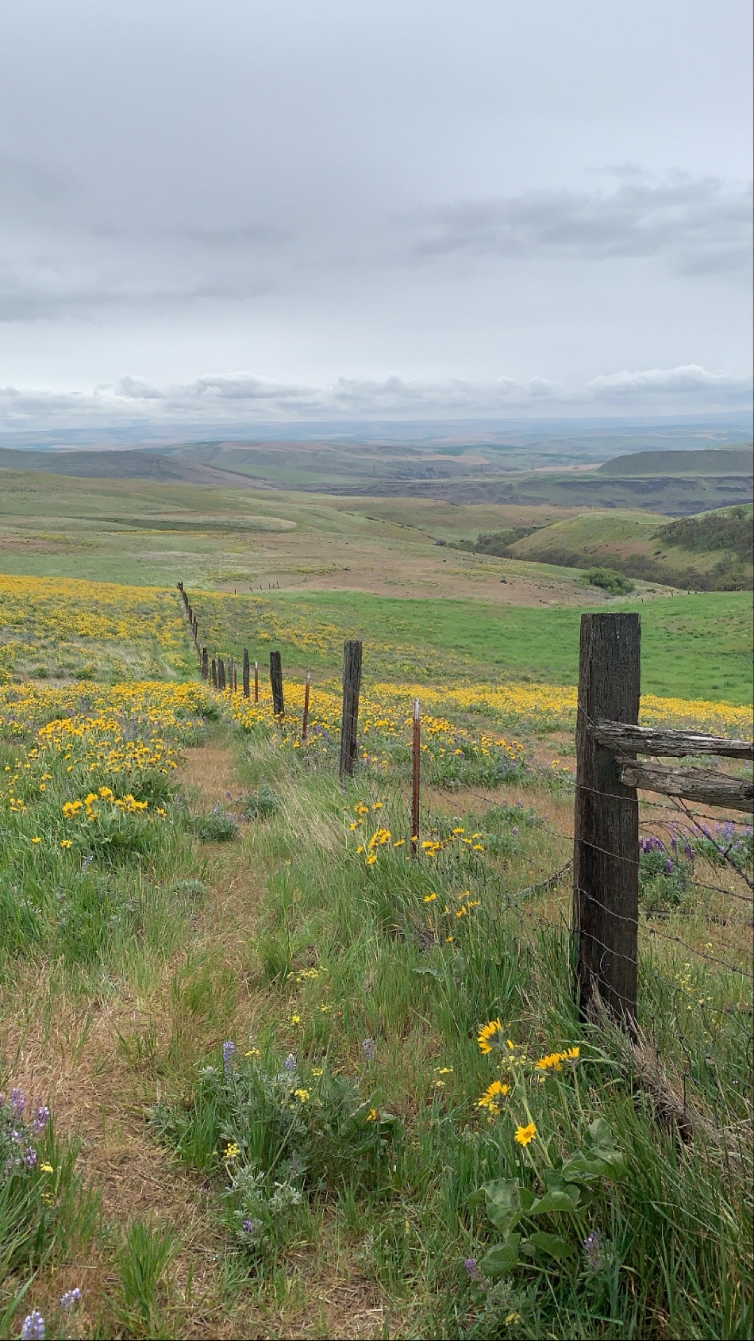 Columbia Hills Historical State Park