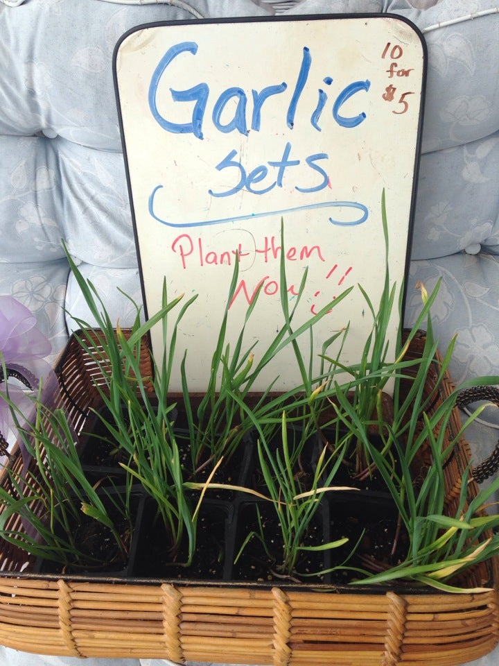 Aurora's Apothecary Herb Shop and Apothecary Museum, 3197 Mill Rd