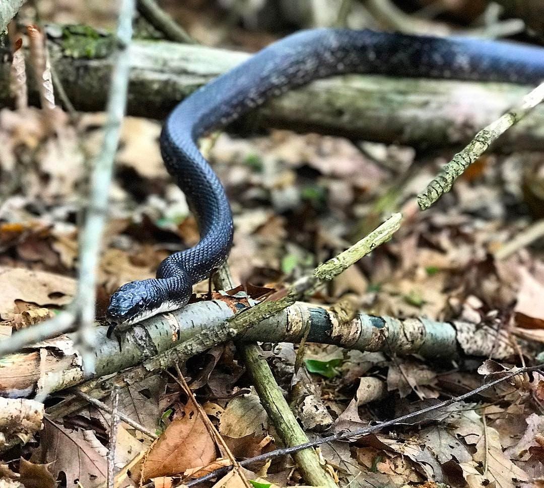 Cortlandt Manor, NY Map & Directions MapQuest