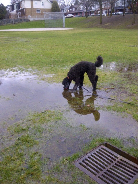 Bark in the Park TO, Woodbine Park, 1695 Queen St E, Toronto