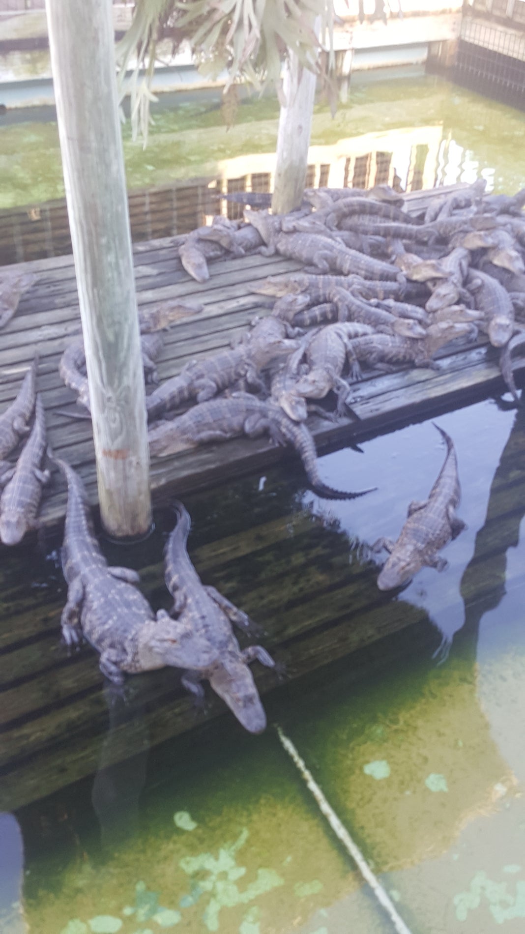 Gatorland - Jungle Crocs, Orlando, FL, Landmark - MapQuest