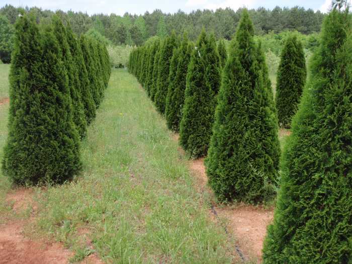 Harmony Gardens Fort Collins Colorado Fasci Garden