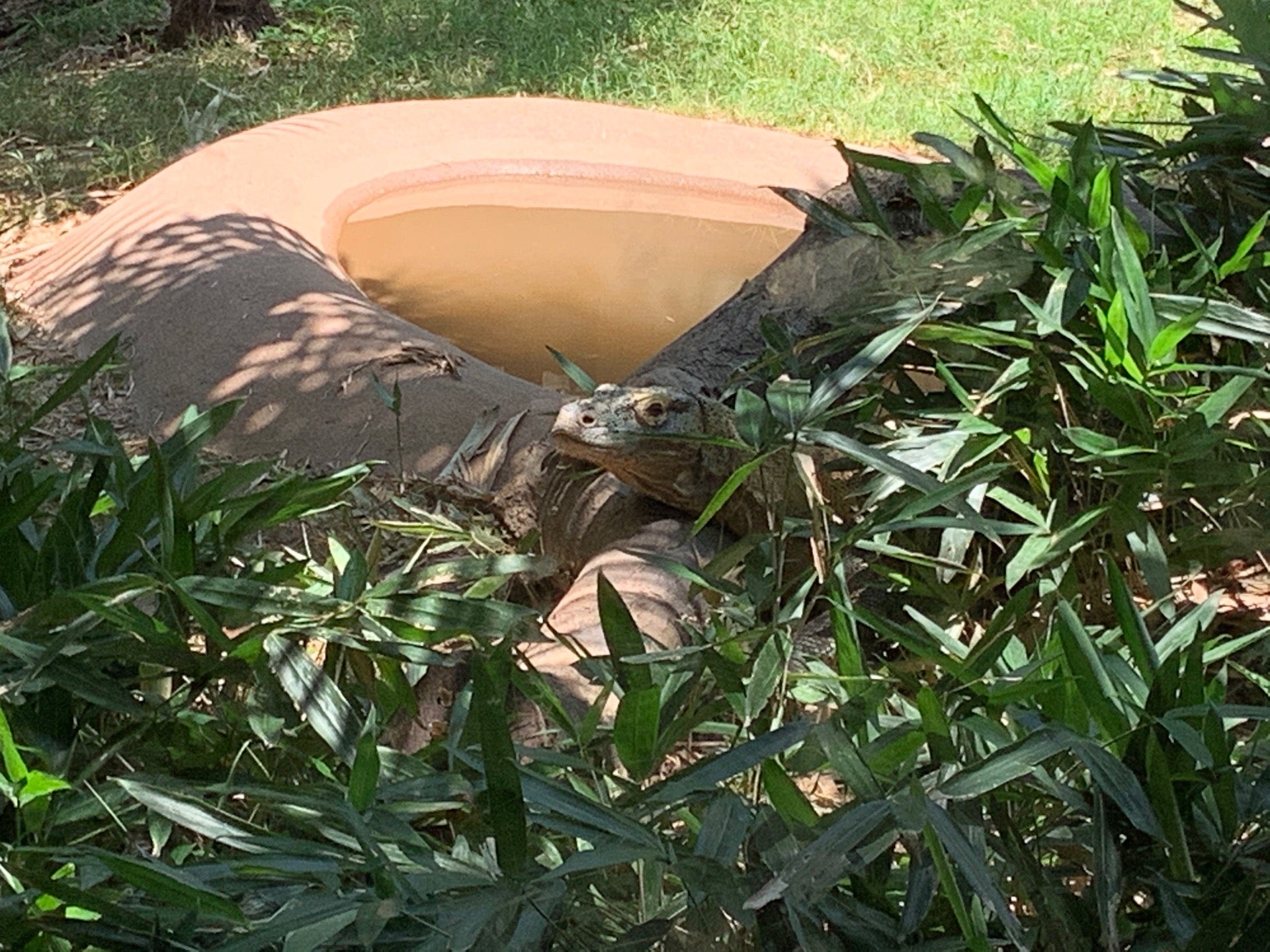 Komodo Dragon Exhibit, ZOO, Atlanta, GA, Zoos MapQuest