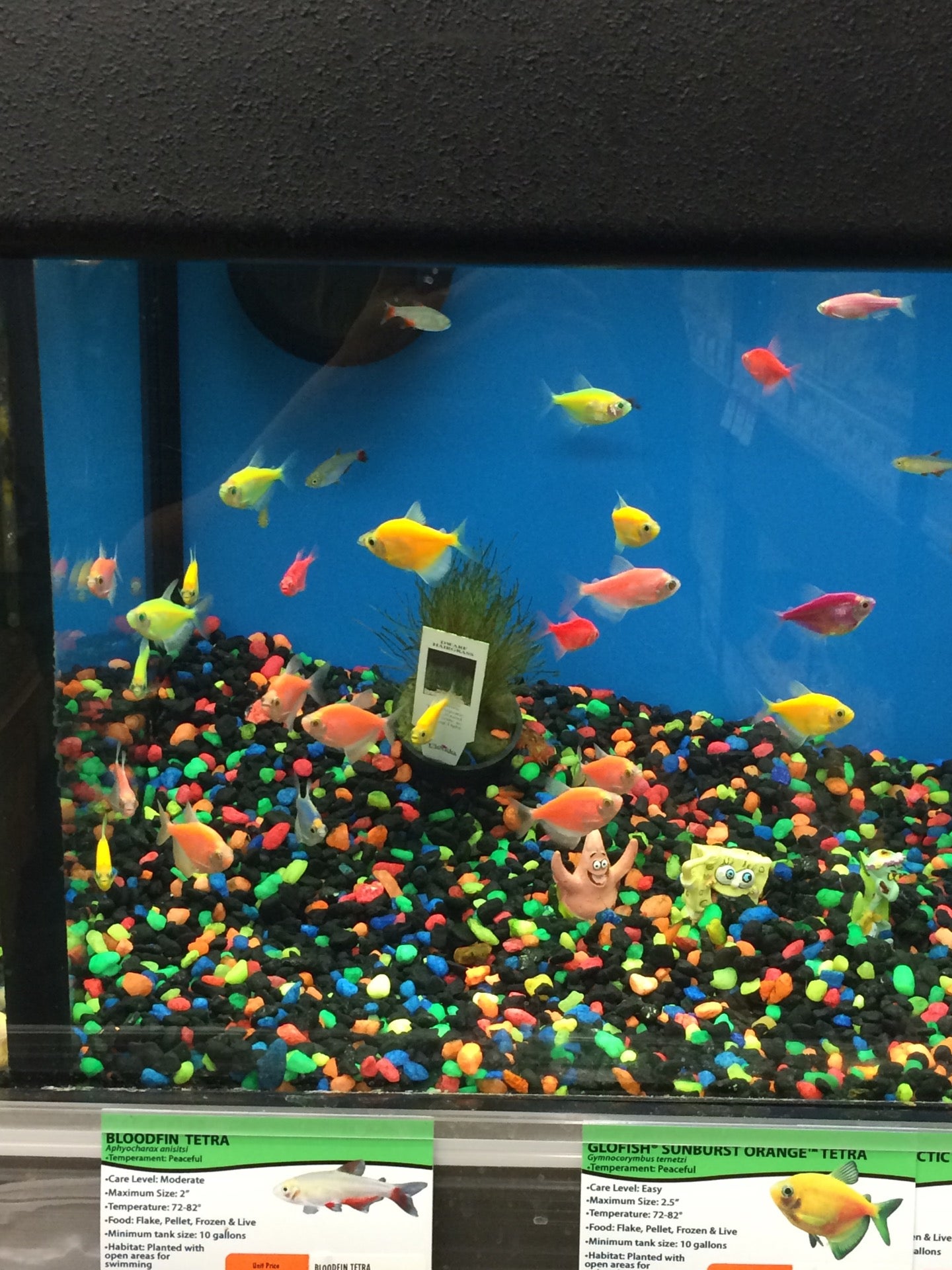 Pet Supplies Plus Live Fish On Clearance 56 Off Bethlemitaspopayan Edu Co