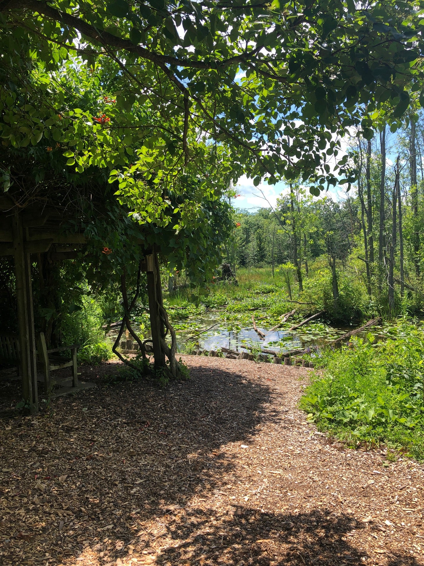 Sapsucker Woods Bird Sanctuary, 159 Sapsucker Woods Rd, Dryden, Town of, New York, Wildlife