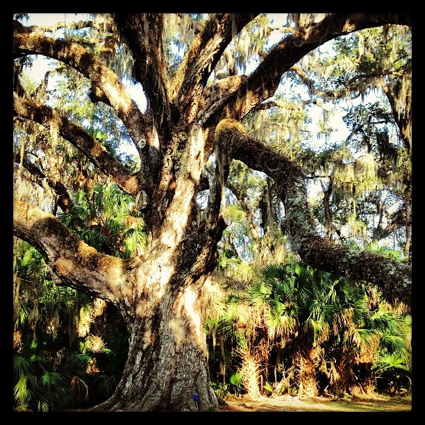 Fairchild Oak Tree, Old Dixie Hwy, Ormond Beach, FL, Outdoor Sports ...