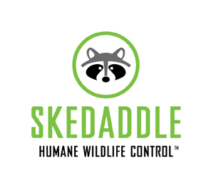 Skedaddle Humane Wildlife Control